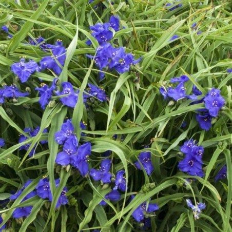 Tradescantia Zwanenburg Blue - Bleu