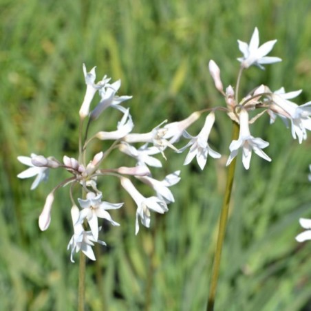 Tulbaghia Violacea Alba - Blanc
