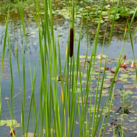 Typha Angustifolia - Brun