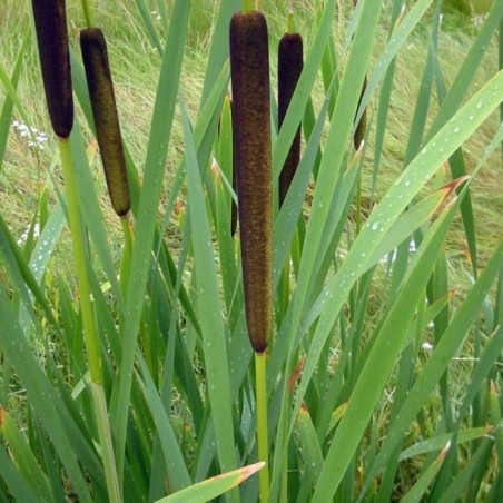 Typha Latifolia