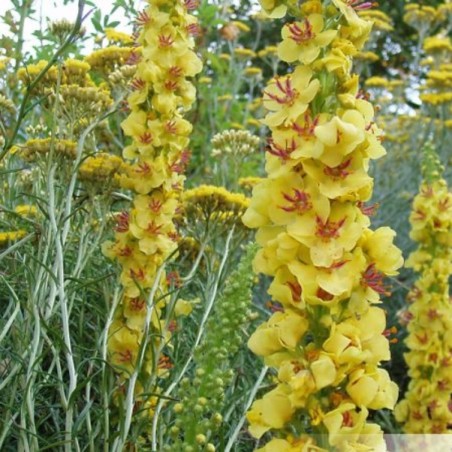 Verbascum Chaixii - Jaune