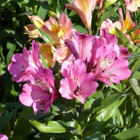 Alstroemeria Summer Saint - Rose
