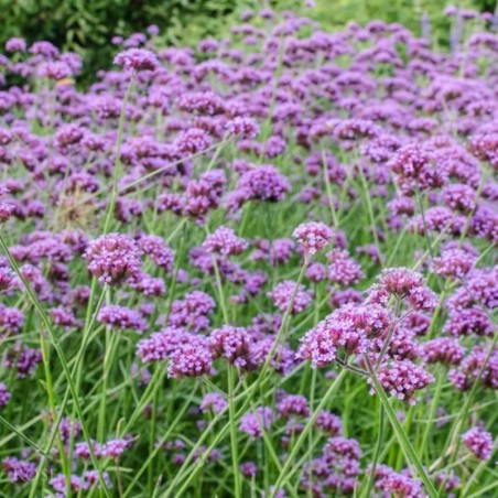 Verbena Bonariensis - Violet