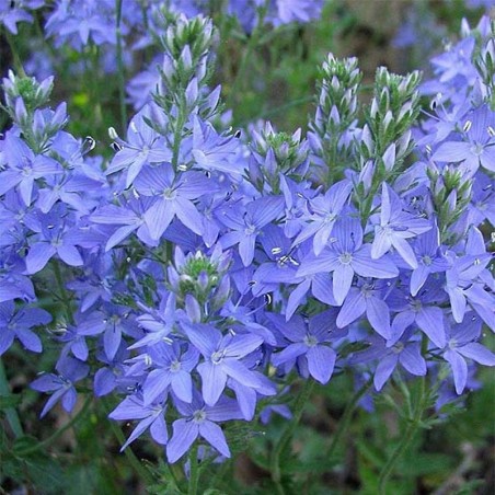 Veronica Austriaca Royal Blue - Bleu