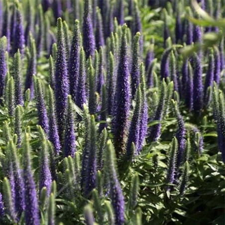 Veronica Longifolia - Bleu Foncé