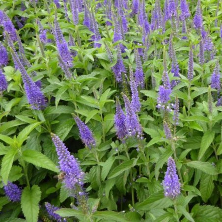 Veronica Longifolia Blauriesin - Bleu