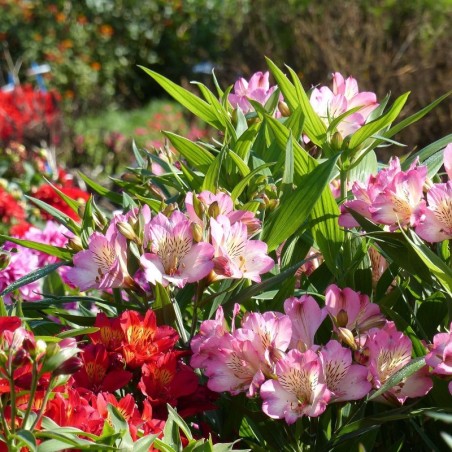 Alstromeria Summer Break - Rose Coeur Blanc