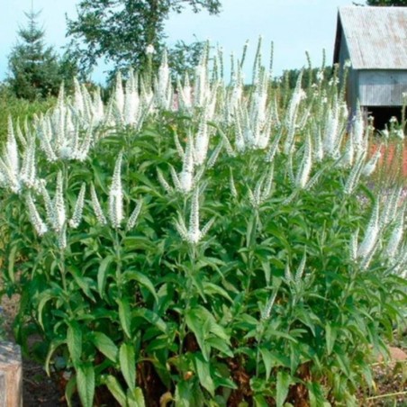 Veronica Longifolia Schneeriesin - Blanc