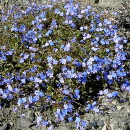 Veronica Pedunculata Georgia Blue - Bleu