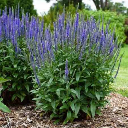Veronica Spicata - Bleu