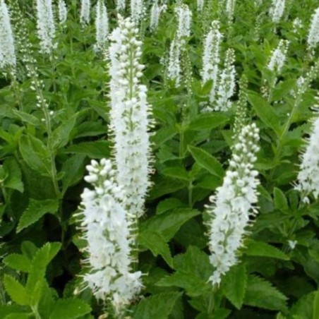 Veronica Spicata Icicle