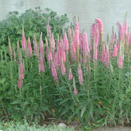 Veronica Spicata Inspire - Rose