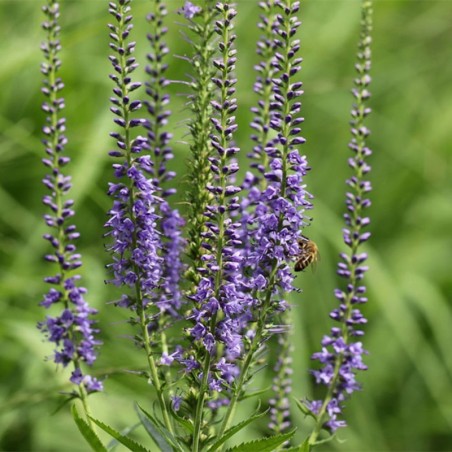 Veronica Spicata Inspire Blue - Bleu