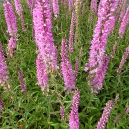 Veronica Spicata Rosa Swerg - Rose