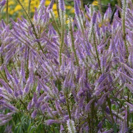 Veronicastrum Virginicum Lavendelturm - Mauve