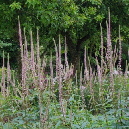 Veronicastrum Virginicum Pink Glow - Rose