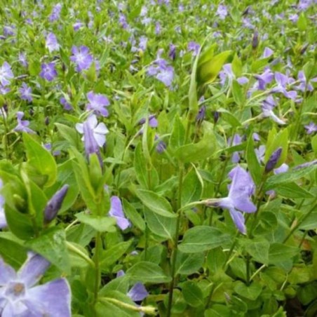 Vinca Major - Bleu
