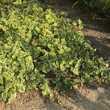 Vinca Major Variegata - Bleu