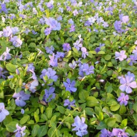 Vinca Minor - Bleu
