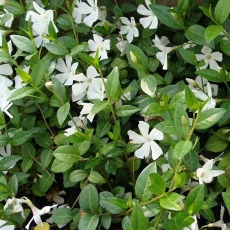 Vinca Minor Alba - Blanc
