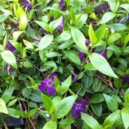 Vinca Minor Atropurpurea - Pourpre