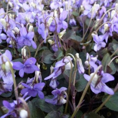 Viola Labradorica - Bleu