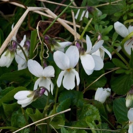 Viola Odorata Alba - Blanc