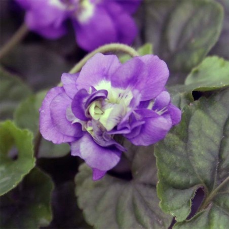 Viola Odorata De Toulouse - Bleu