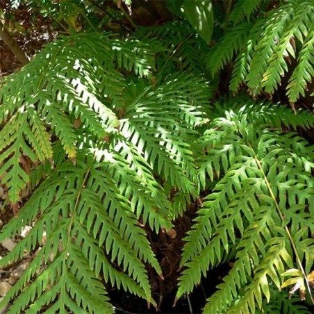 Woodwardia Fimbriata -