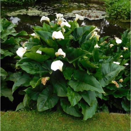 Zantedeschia Aethiopica Crowbourough - Blanc