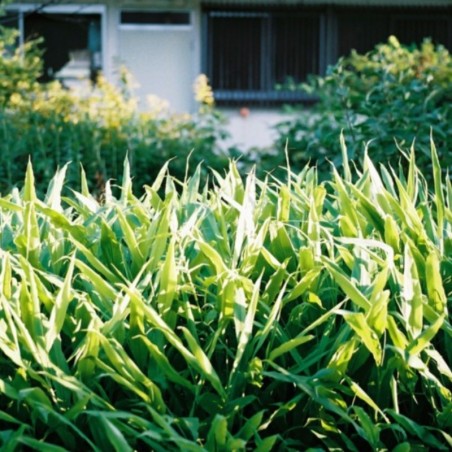 Zingiber Mioga (Gingembre Japonais)