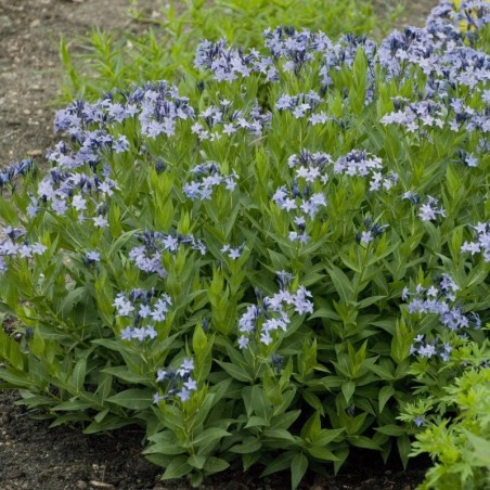 Amsonia Blue Ice - Bleu