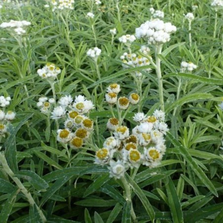 Anaphalis Margaritacea Neuschnee - Blanc