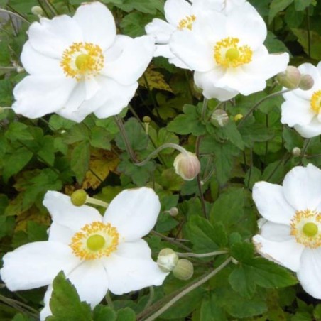 Anemone Coupe D'Argent - Blanc