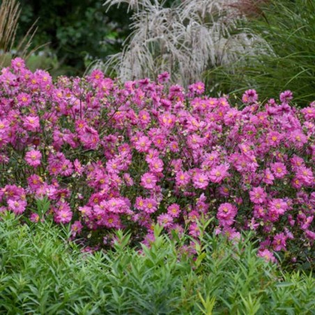 Anemone Fall In Love Sweetly®