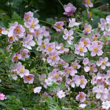 Anemone Hupehensis September Charm - Rose Simple