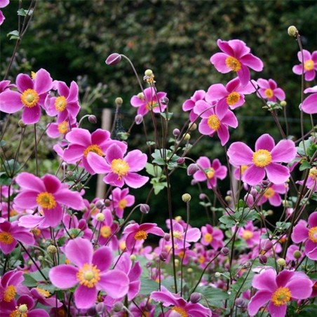 Anemone Hupehensis Splendens - Rose