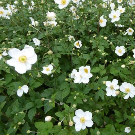 Anemone Hyb. Honorine Jobert - Blanc