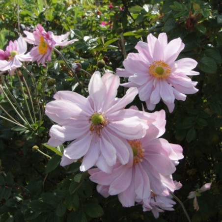 Anemone Hyb. Königin Charlotte - Rose