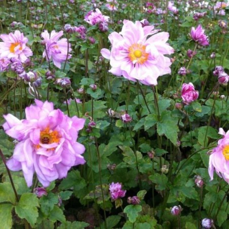 Anemone Hyb. Mont Rose - Rose Double Clair