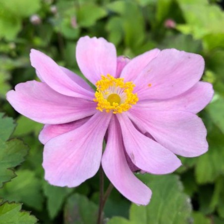 Anemone Hyb. Pamina - Rose Double