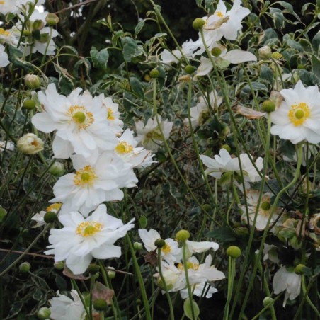 Anemone Hyb. Whirlwind - Blanc Double