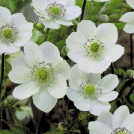 Anemone Leveillei - Blanc