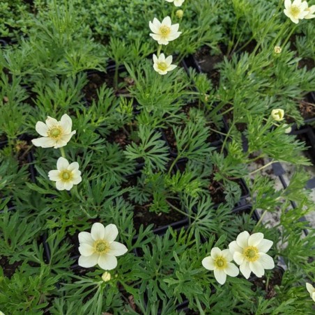Anemone Multifida Annabella - Blanc