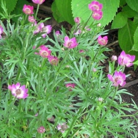 Anemone Multifida Annabella - Rose