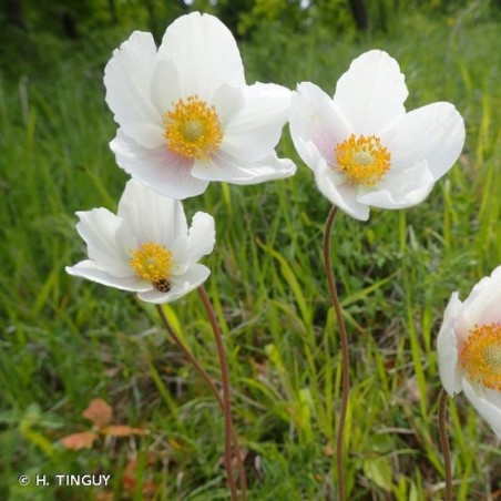Anemone Sylvestris - Blanc