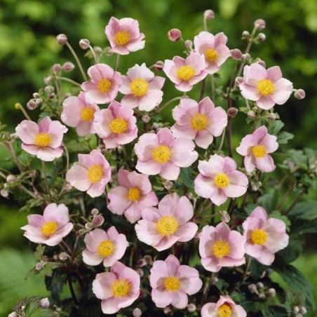 Anemone Tomentosa Robustissima - Rose