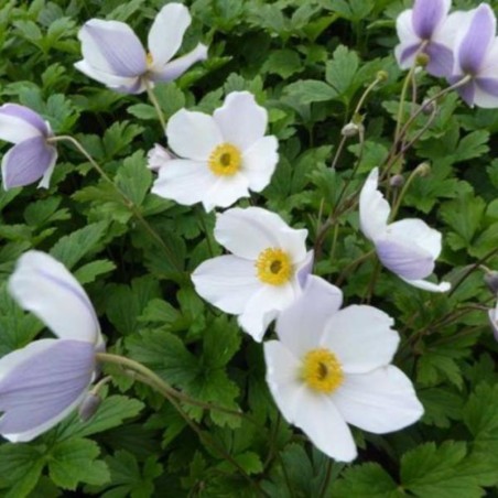 Anemone Wild Swan® - Blanc