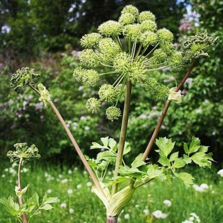 Angelica Archangelica - Pourpre