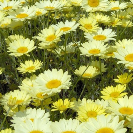 Anthemis E.C.Buxton - Jaune